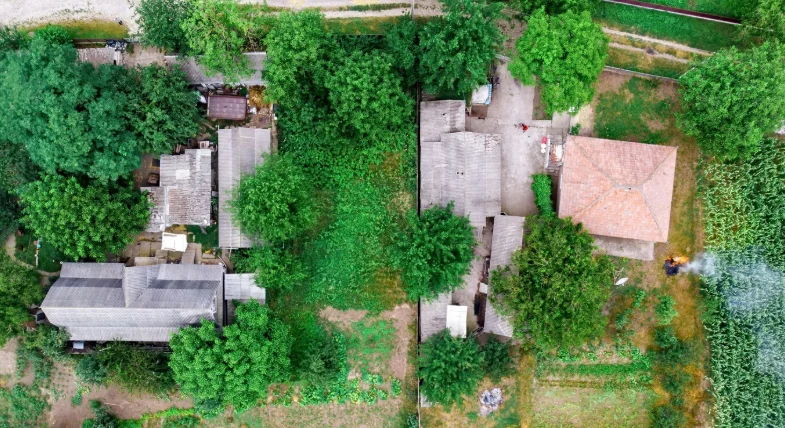 Tree Removal
