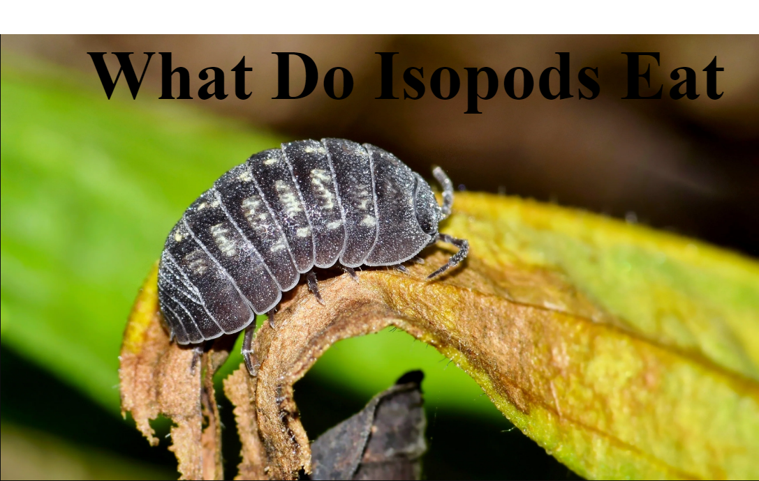 What Do Isopods Eat