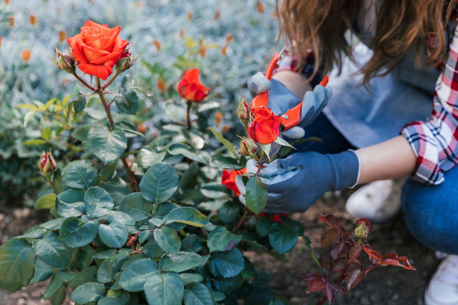 roses