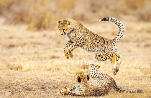 Tanzania safari packages